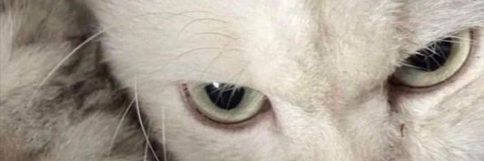 Detskuyyy です banner