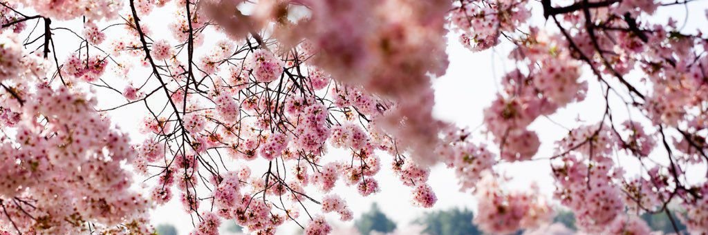 ali_pad_rom's profile banner image