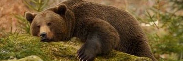 BearOTD_ Profile Banner
