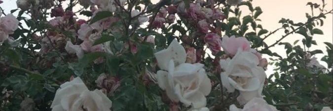 ___xokx's profile banner image