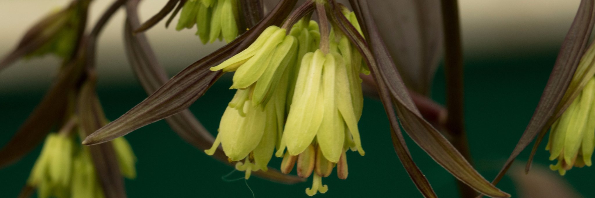 rareplants's profile banner image