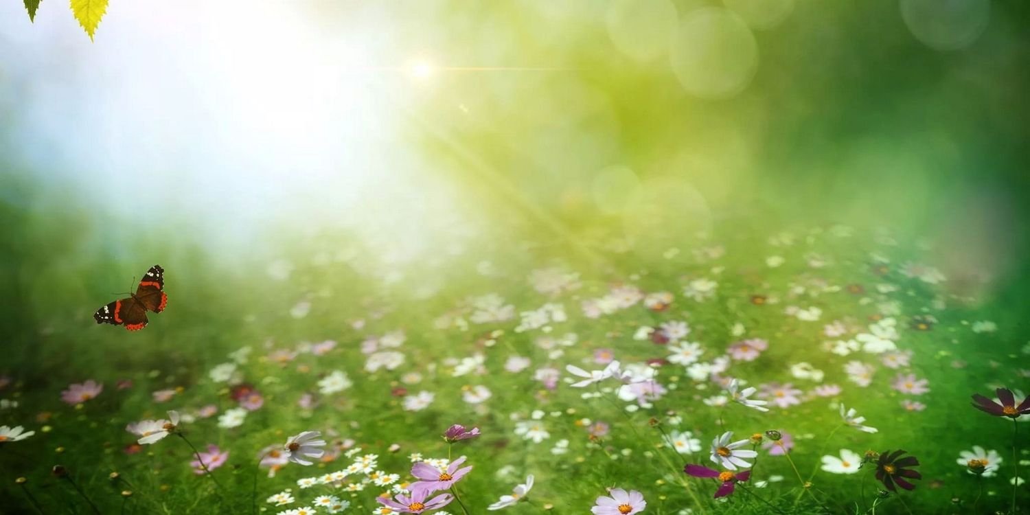 Khalida_Akbar's profile banner image