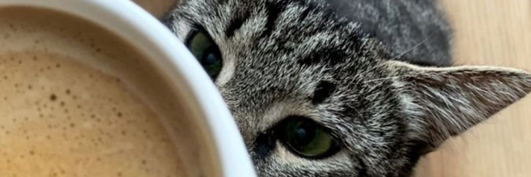 H banner
