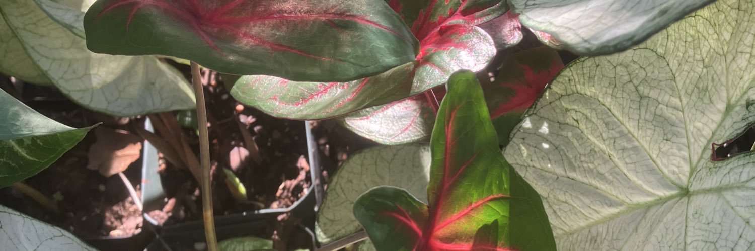 stewcaple603's profile banner image