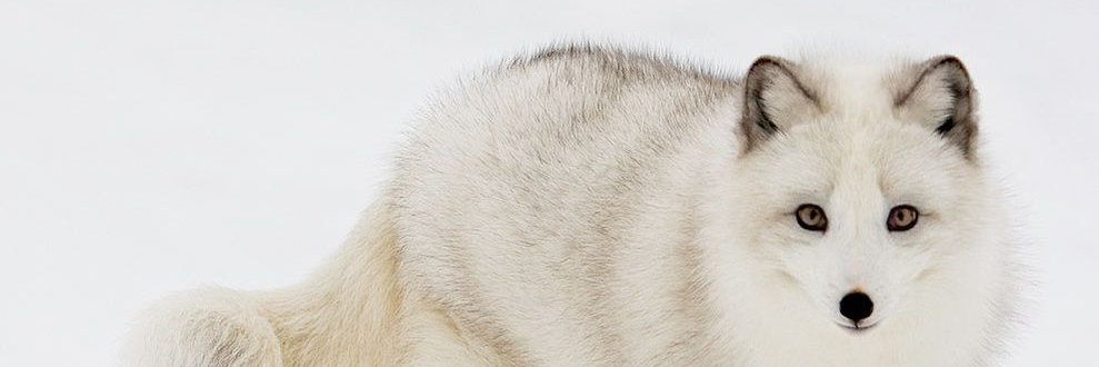 KatKong2025's profile banner image