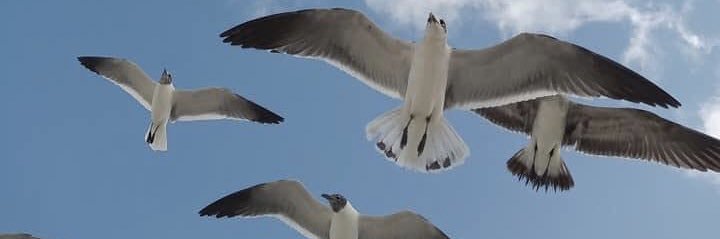DiJepacator's profile banner image