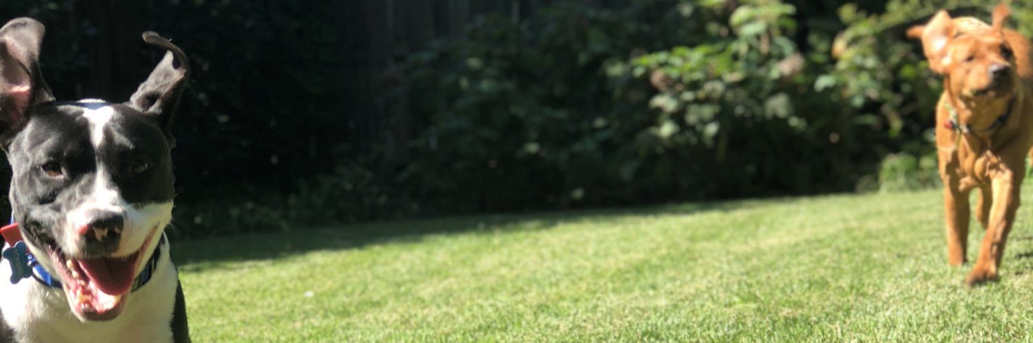 Frannie Williams banner