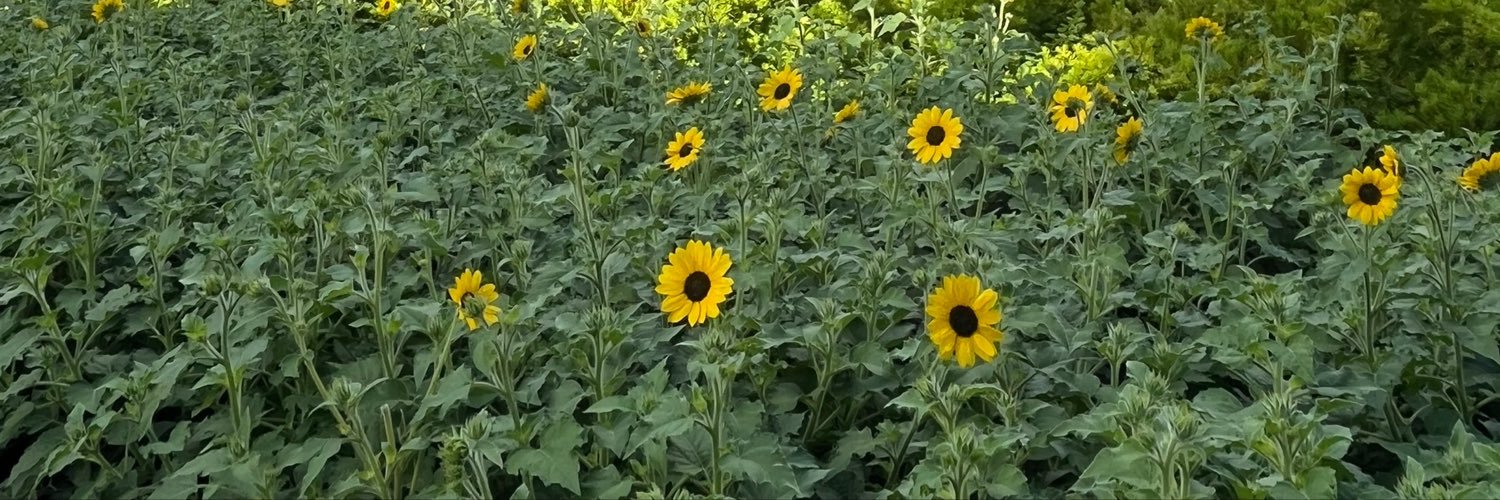 Caro_phf's profile banner image