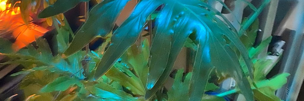 Simone_Fergy's profile banner image