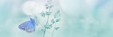 CathyAnnOfen's profile banner image