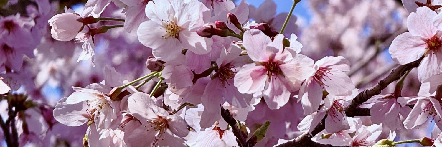 🌸 banner