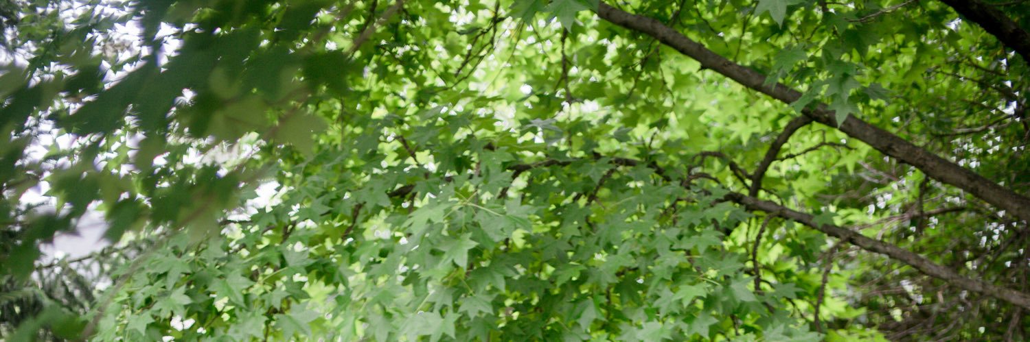 lorrainemads's profile banner image