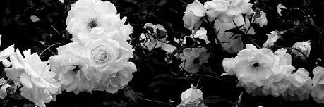 nandyacitras's profile banner image