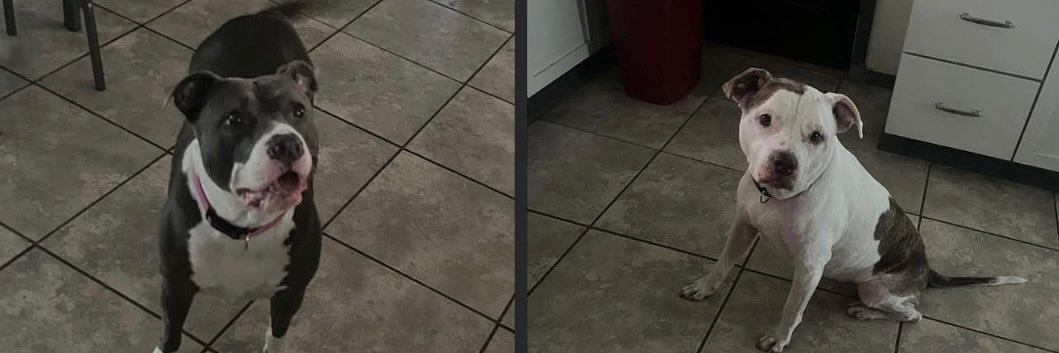 shortnessxx banner