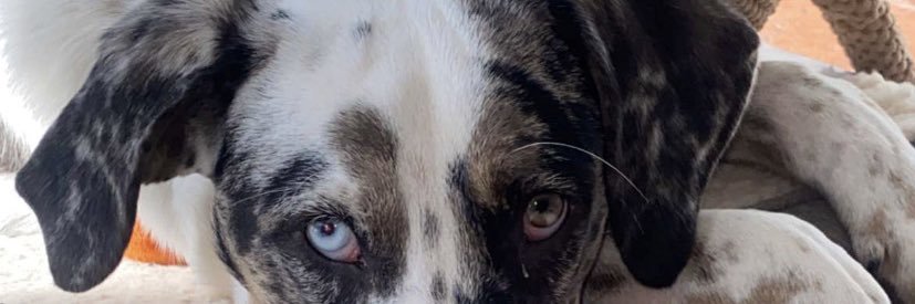 elenaHESS_'s profile banner image