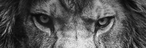 thami_reno's profile banner image