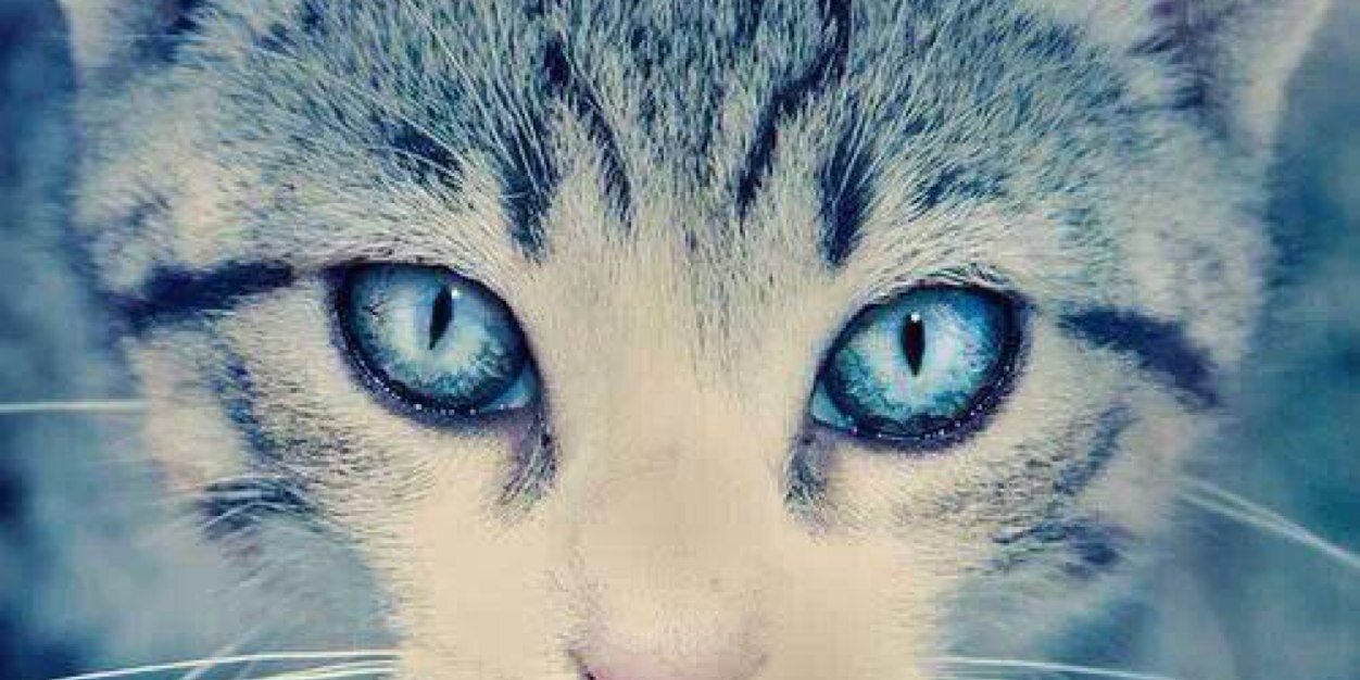 _ChanachaiA's profile banner image