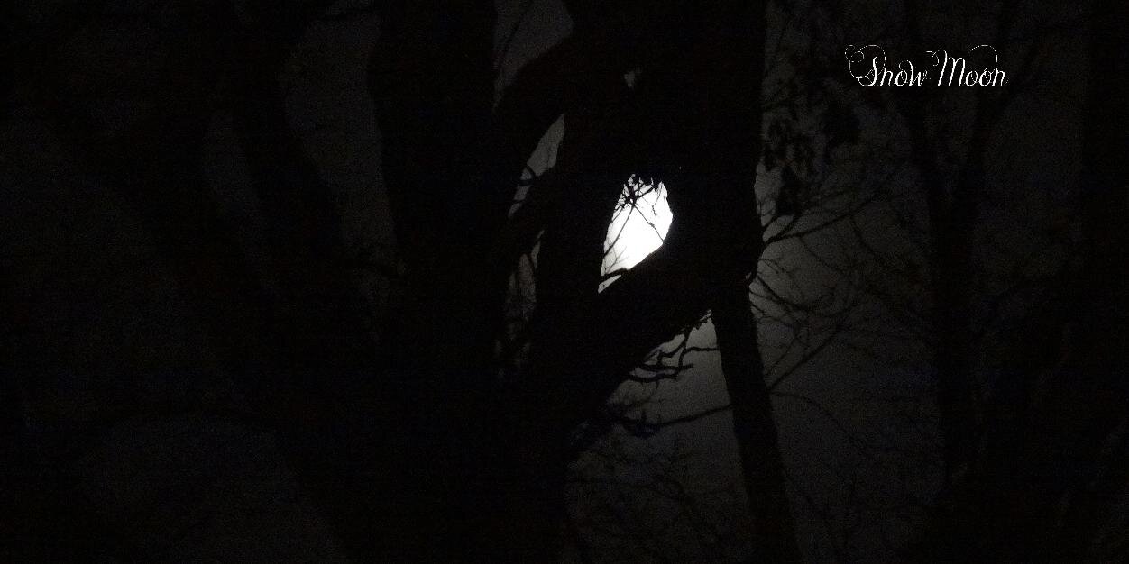 gdsssnowmoon's profile banner image