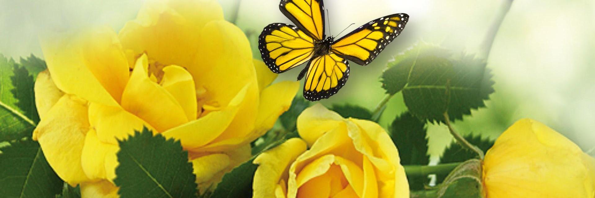 Wanda Hernandez banner