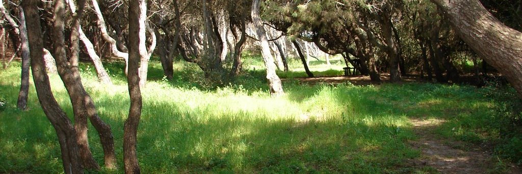 Massimo Fuggetta banner