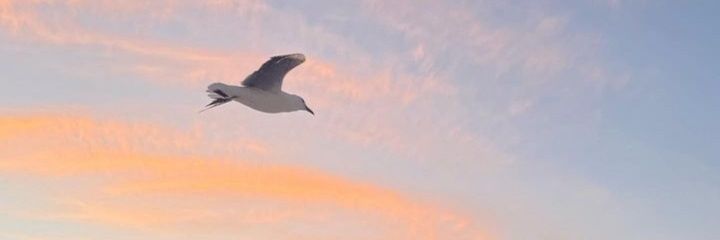 Da_Vince2's profile banner image