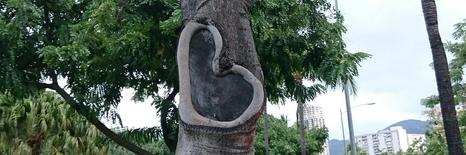 P_O_T_A's profile banner image