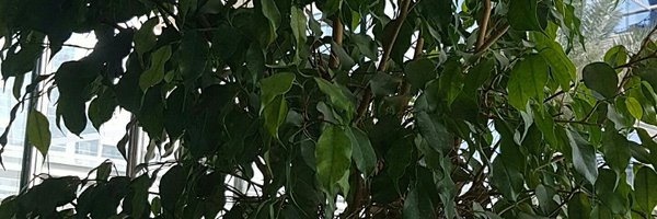 Babanbiba Profile Banner