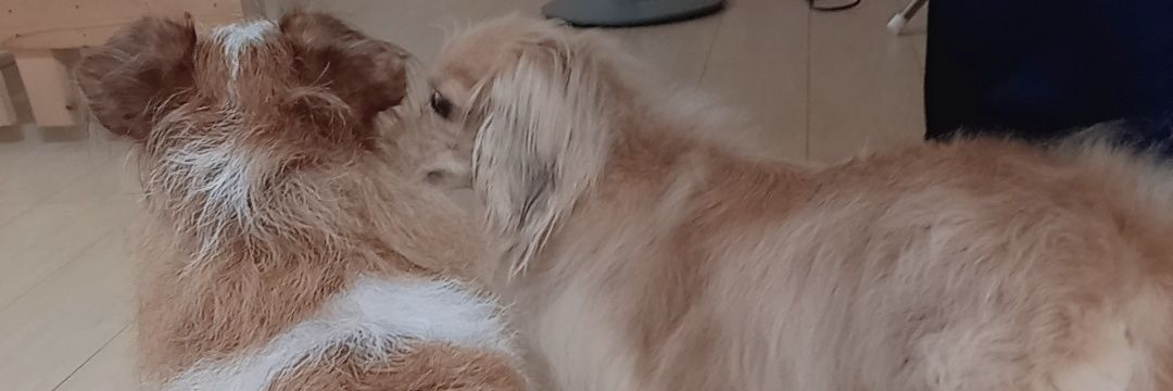 icghm's profile banner image