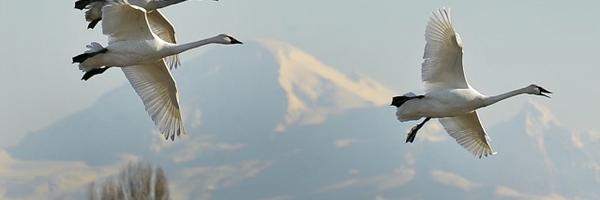 LynneJevFellows Profile Banner