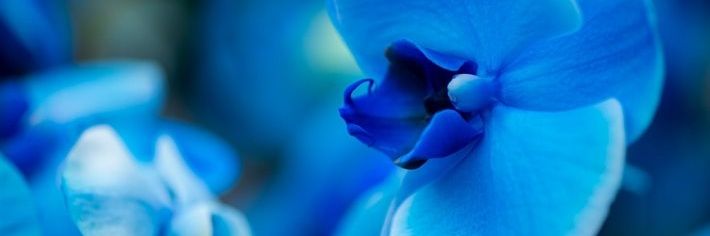 ble_orchidea's profile banner image