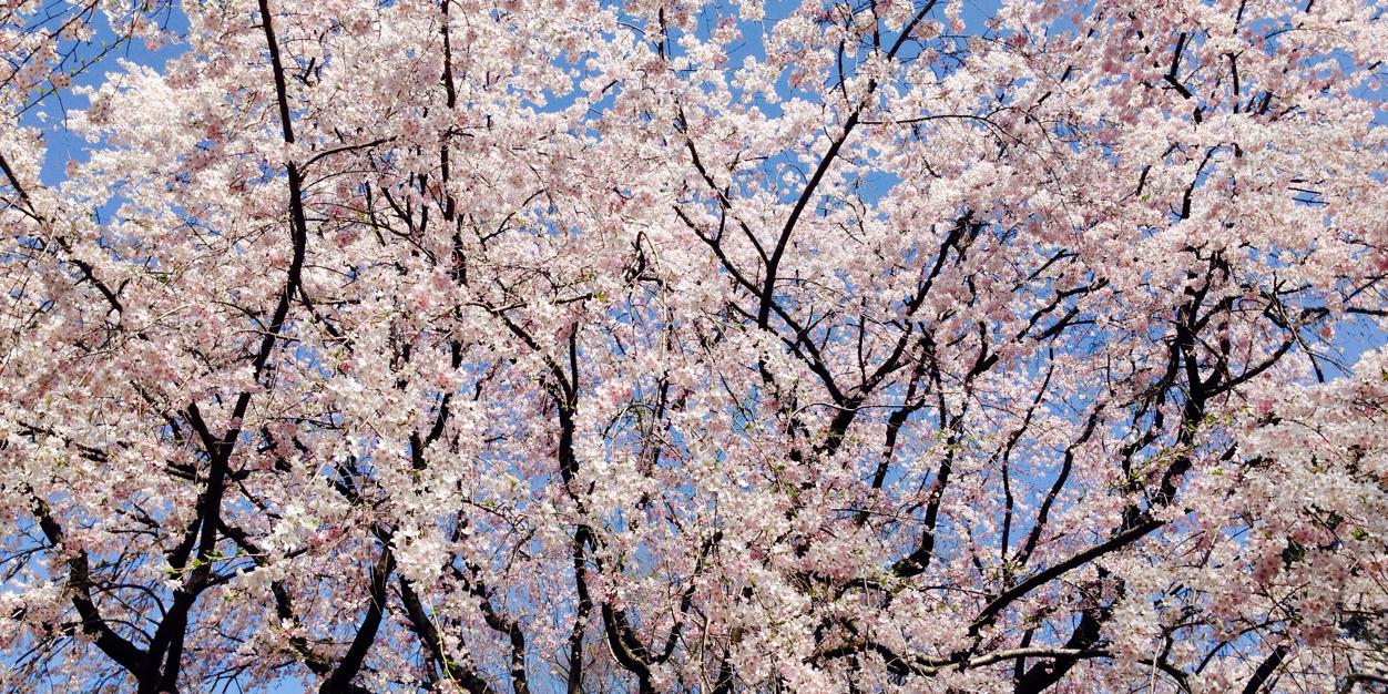 sakura8119's profile banner image