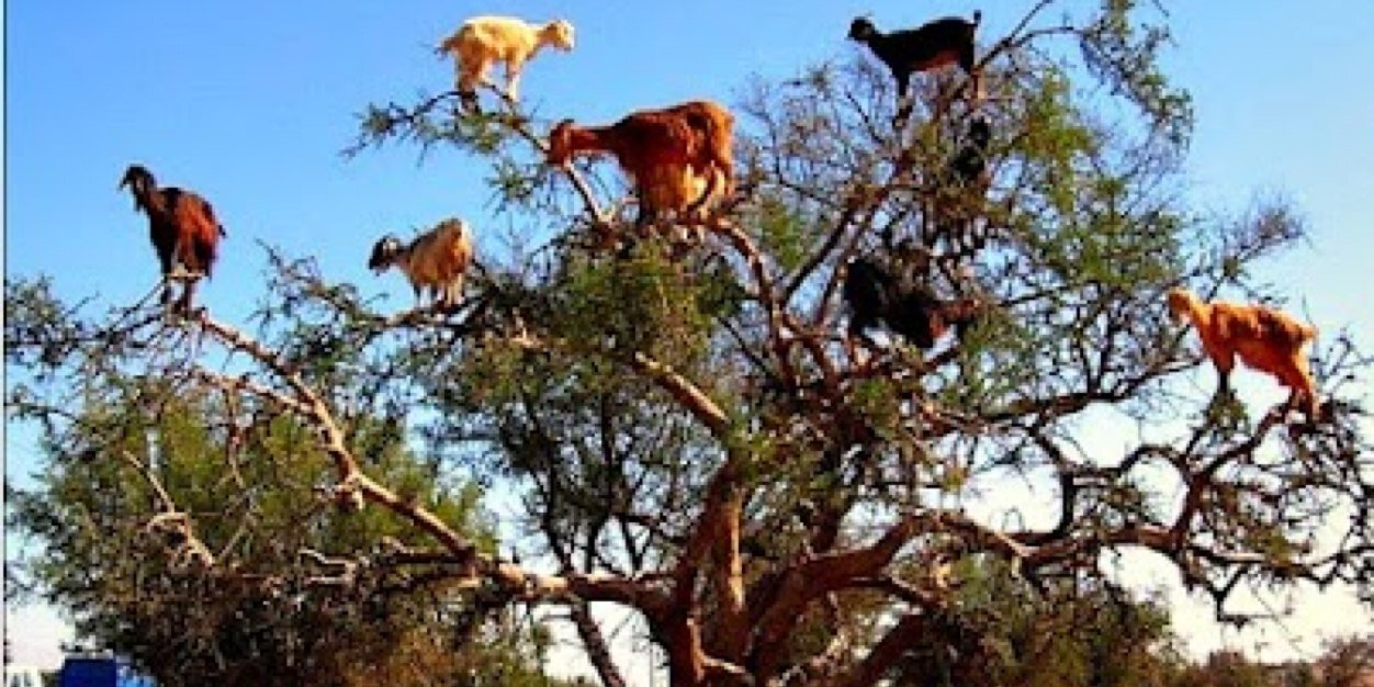 GoatActing's profile banner image