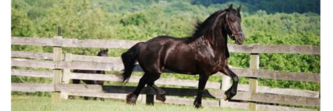 REAL Grutte Pier 😀😎🇳🇱🇻🇪 ✒In awe of Thy Word banner