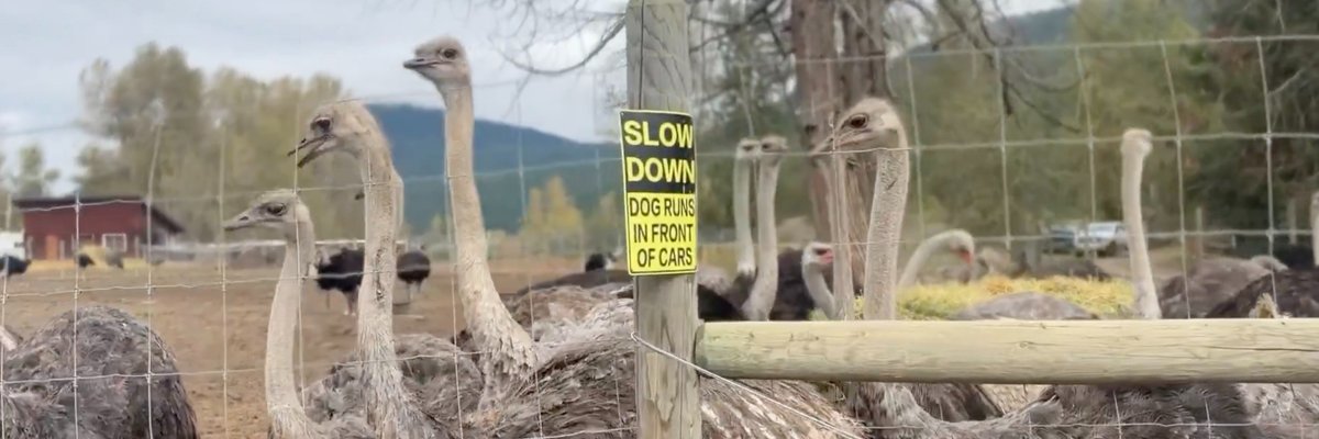 Universal Ostrich Farms banner
