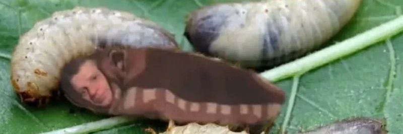 Tony Wiertara banner