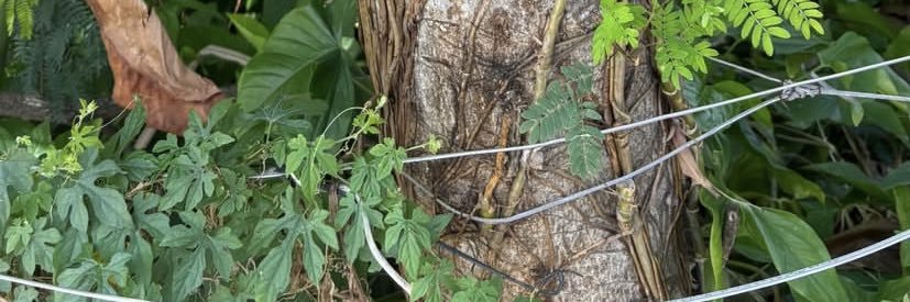 FFC 🇭🇺 1902 banner