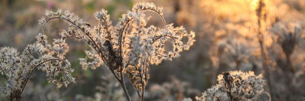 missfunilla Profile Banner