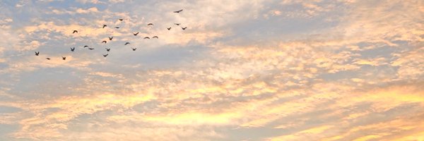 CatChing_Night Profile Banner