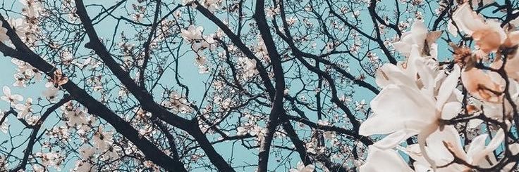 tamiiledesma's profile banner image