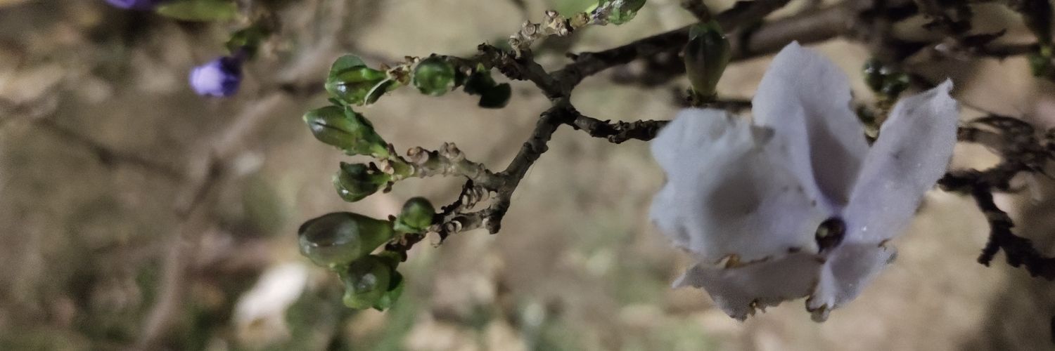 chicorulez's profile banner image