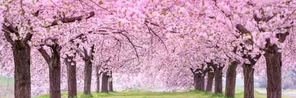 AwholeNewWorld banner