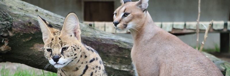 Ayoub 🇲🇦⭐️⭐️ banner