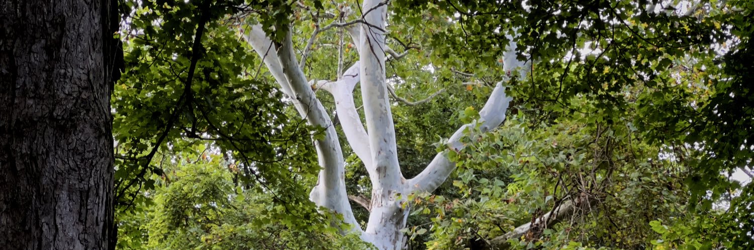 silvaticus 🌲 banner