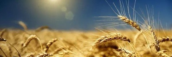 Ellllenka Profile Banner