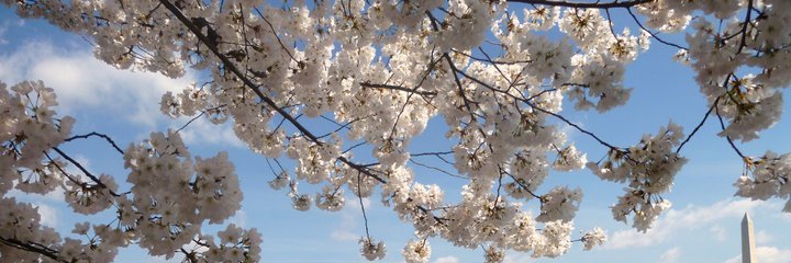 Mathilde Bras banner