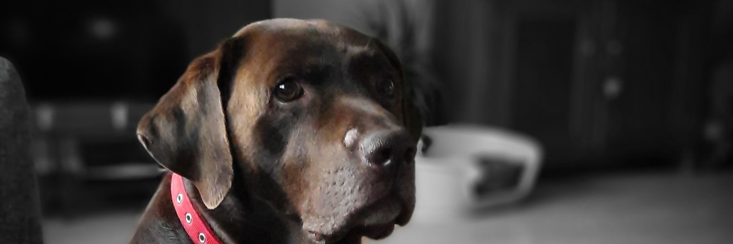 Kinger 🐾 banner