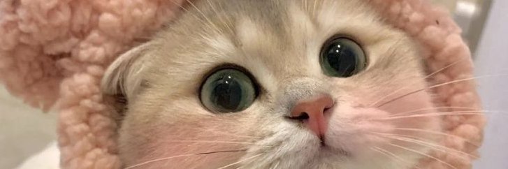 MEOWPUURRR's profile banner image