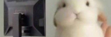 steph banner