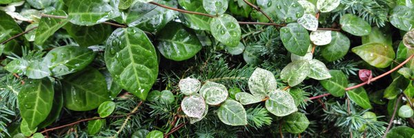 Hochan55V2 Profile Banner