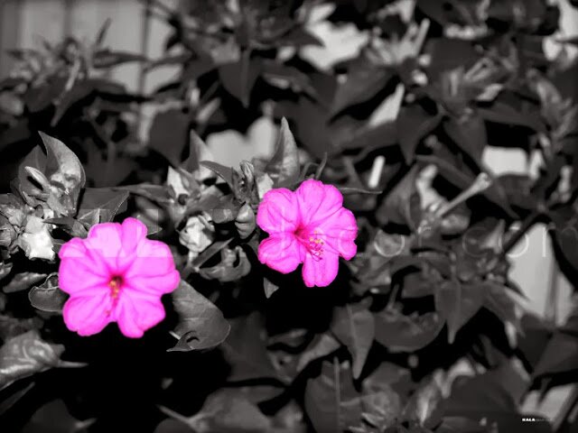 Michelles_sM's profile banner image